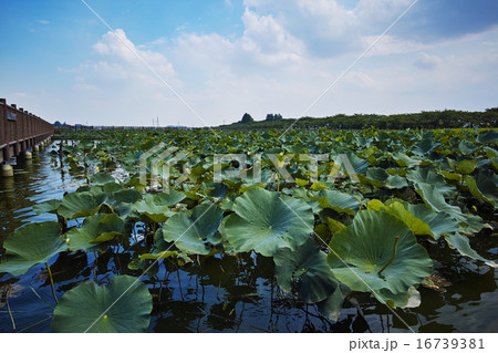 夏空の伊佐沼 水辺再生事業 夏空の伊佐沼 水辺再生事業 16739381