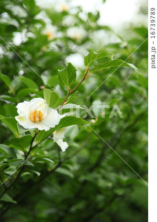 観修寺の沙羅双樹 観修寺の沙羅双樹 16739789