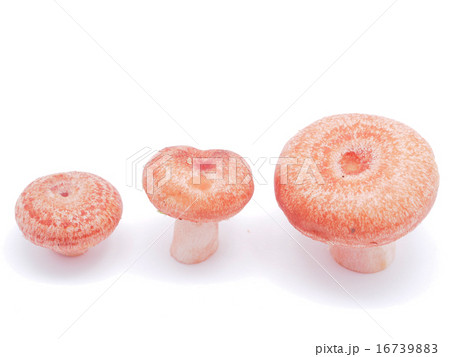 Lactarius torminosus on white background Lactarius torminosus on white background 16739883