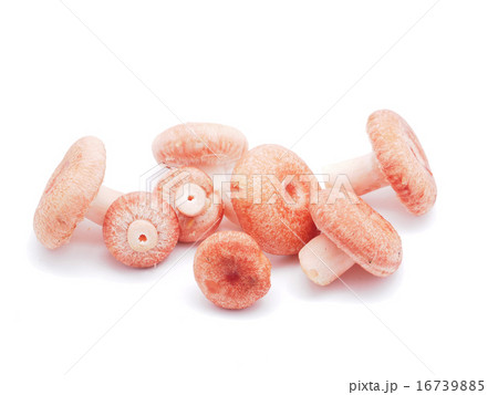 Lactarius torminosus on white background 16739885