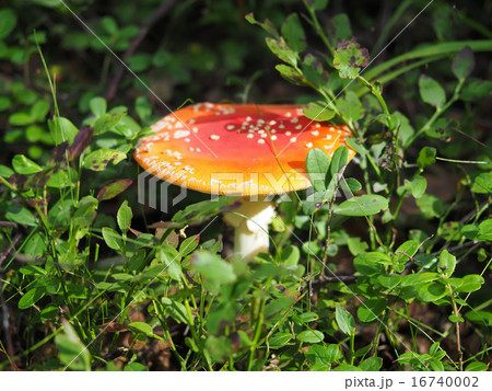 fly agaric in the forest fly agaric in the forest 16740002