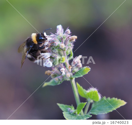 bumble bee on a flower bumble bee on a flower 16740023
