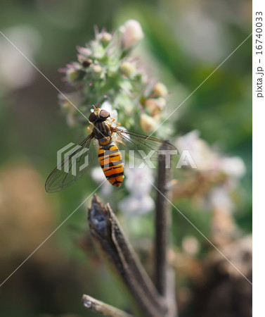 hoverfly in forest 16740033