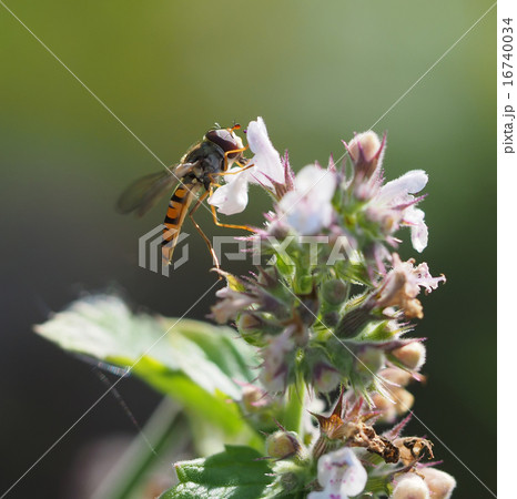 hoverfly in forest hoverfly in forest 16740034