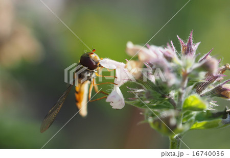hoverfly in forest hoverfly in forest 16740036