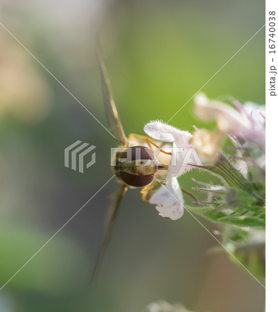 hoverfly in forest hoverfly in forest 16740038