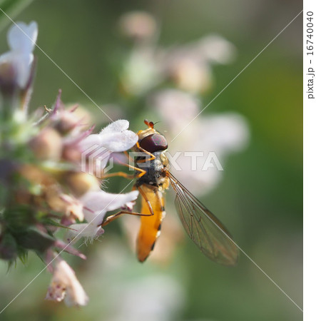 hoverfly in forest 16740040