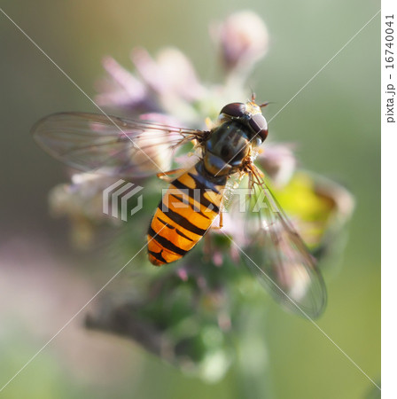 hoverfly in forest 16740041