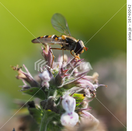 hoverfly in forest 16740042