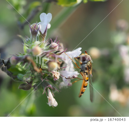 hoverfly in forest 16740043