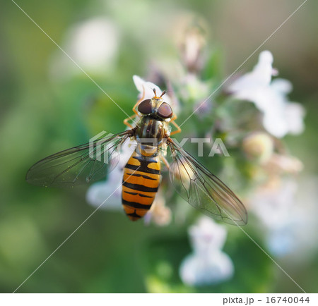 hoverfly in forest 16740044