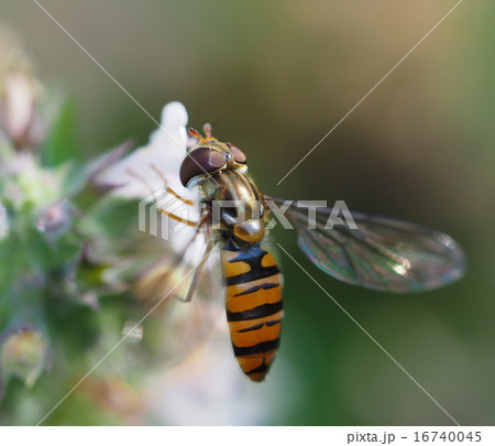 hoverfly in forest 16740045