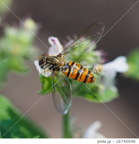 hoverfly in forest hoverfly in forest 16740046