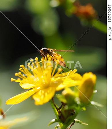 hoverfly in forest hoverfly in forest 16740047