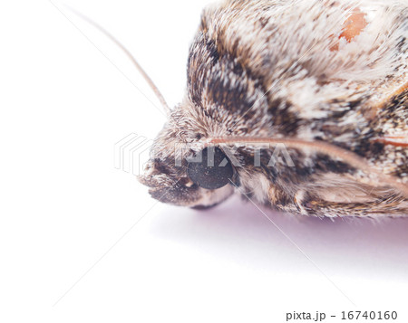 hawk moth on a white background hawk moth on a white background 16740160