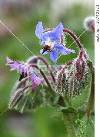Borago officinalis 16740323