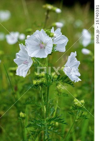 White flower White flower 16740381