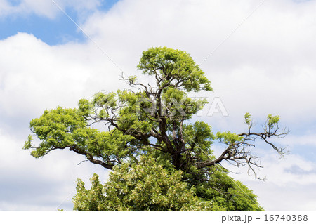 Acacia crown 16740388
