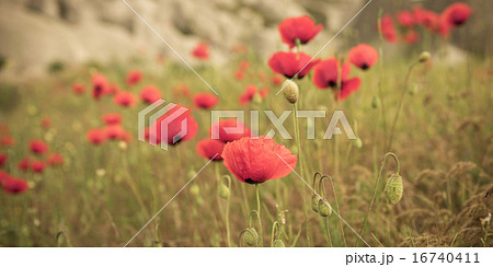 red poppy field scene 16740411