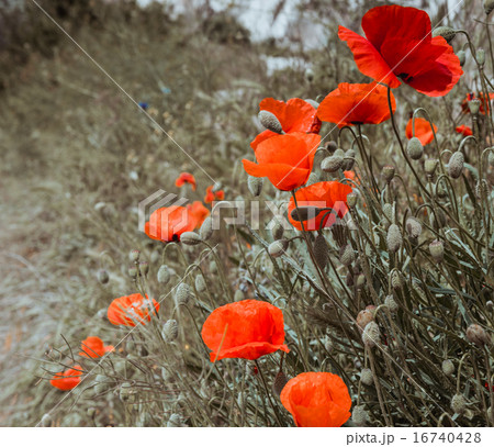 red poppy field scene 16740428