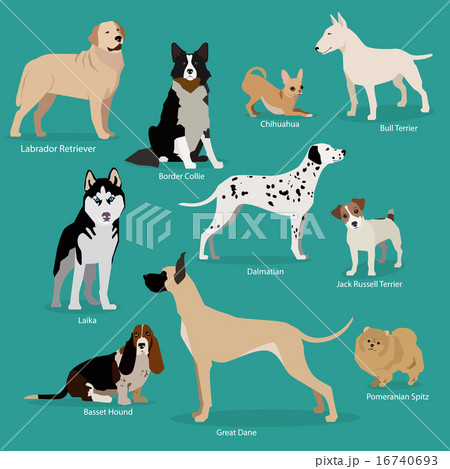 Set of flat sitting or walking cute cartoon dogs. Popular breeds/ Labrador Retriever, Chihuahua 16740693