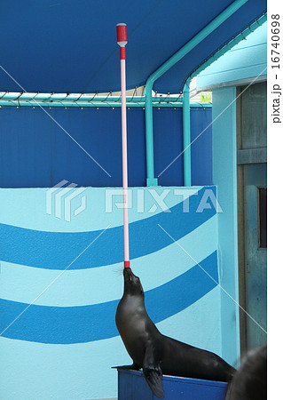 アシカショー（竹島水族館） 16740698