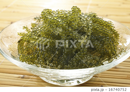 海ぶどう 16740752