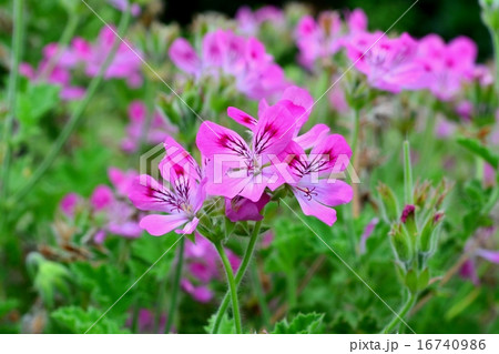 ハーブの花 16740986