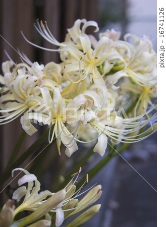 白花曼珠沙華 16741126