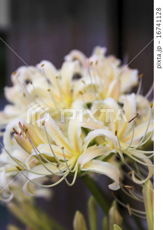 白花曼珠沙華 白花曼珠沙華 16741128