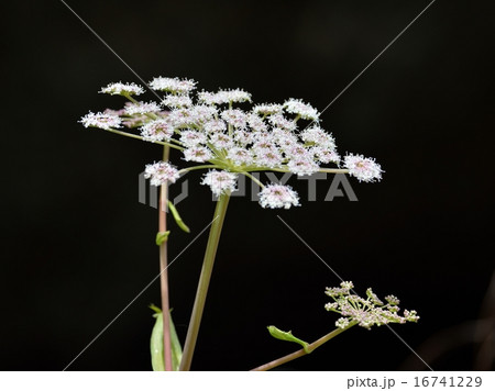 ドクゼリ 16741229