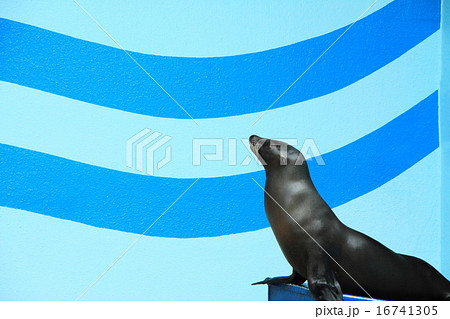 アシカ（竹島水族館） 16741305