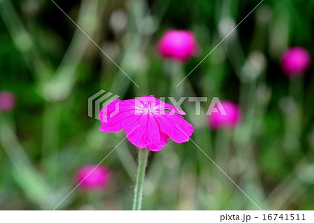 スイセンノウ スイセンノウ 16741511