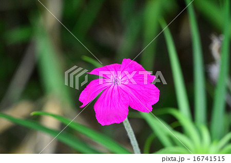 スイセンノウ 16741515