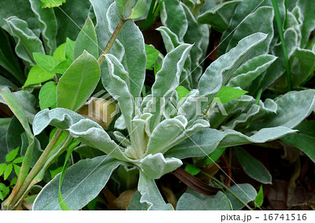 スイセンノウ 16741516