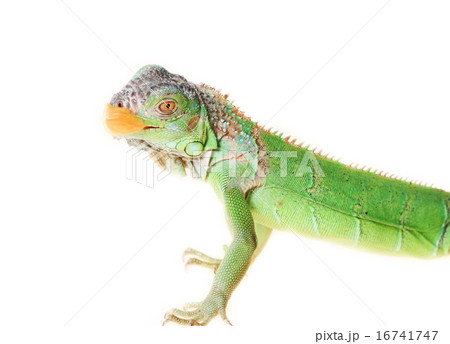 iguana (Iguana iguana) 16741747