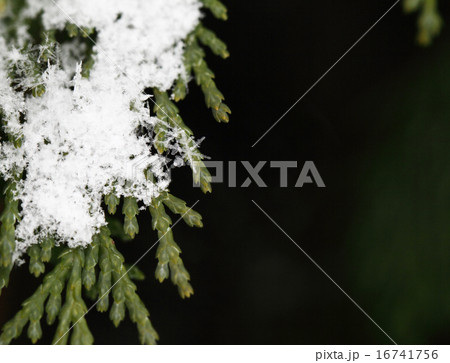 snow on fir branches, macro snow on fir branches, macro 16741756