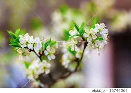 Spring flowering 16742062
