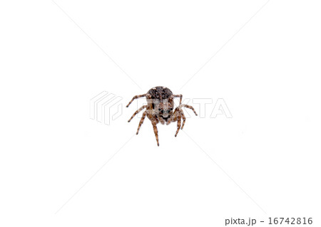 Brown spider on a white background 16742816