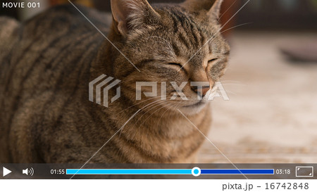 猫動画の画面 16742848