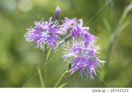 エゾカワラナデシコ 16743323