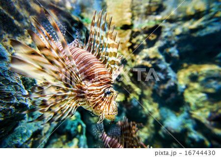 Lionfish or Pterois miles Lionfish or Pterois miles 16744430