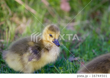 Cute chick close-up 16744501