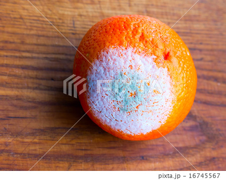 Orange fruit. Orange fruit. 16745567