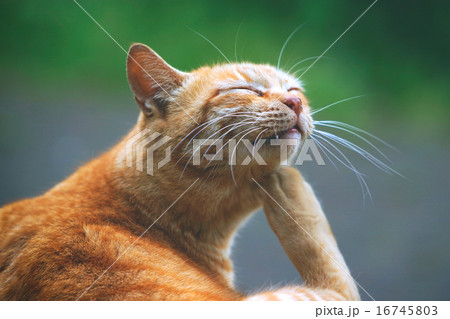 横浜公園のねこ 横浜公園のねこ 16745803