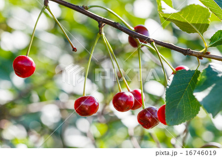 branch with several cherry ripe fruits close up branch with several cherry ripe fruits close up 16746019