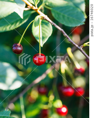 two red cherry ripe fruits on tree two red cherry ripe fruits on tree 16746020