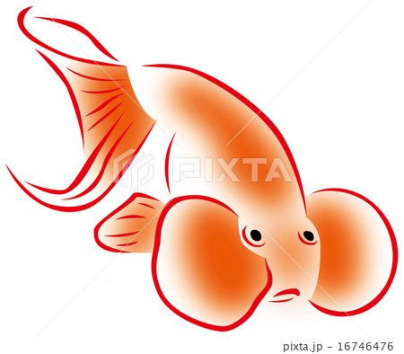 金魚 金魚 16746476