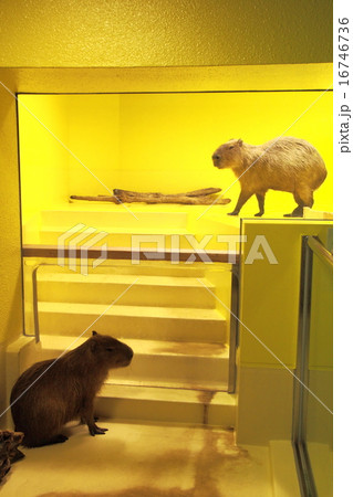 カピバラ(愛知県蒲郡市竹島水族館) カピバラ(愛知県蒲郡市竹島水族館) 16746736