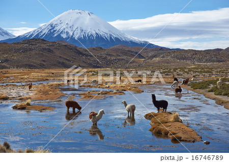 Alpaca Grazing 16746789